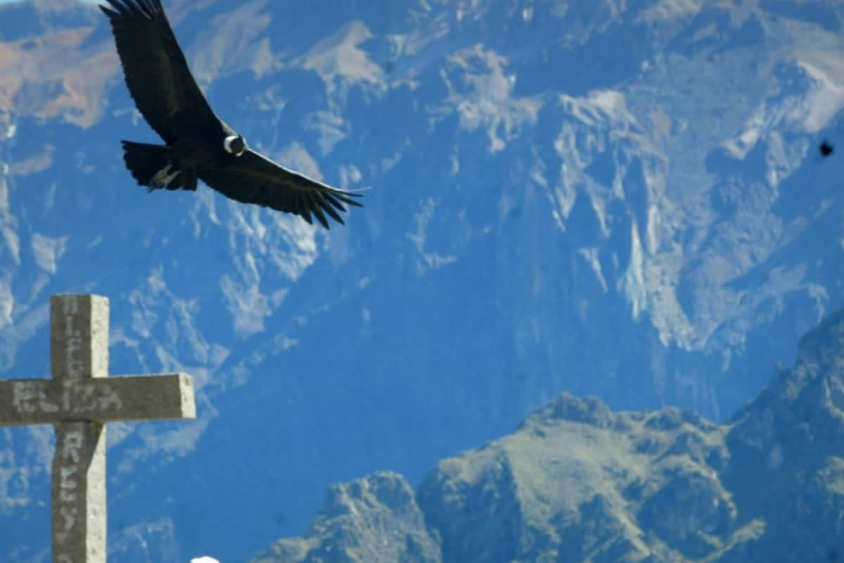 Andean condor, Colca Canyon
